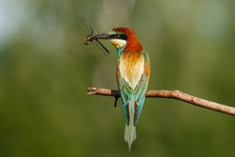 European bee-eater, Merops apiaster. The most colorful bird of Eurasia. The b Stock Photos