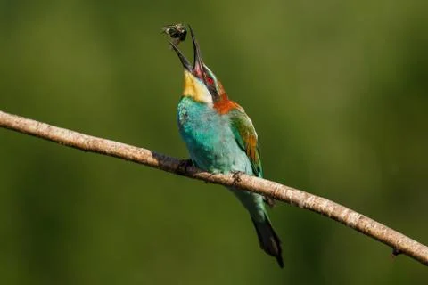 European bee-eater, Merops apiaster. The most colorful bird of Eurasia. the m Stock Photos