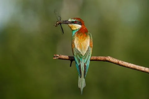 European bee-eater, Merops apiaster. The most colorful bird of Eurasia. The b Stock Photos