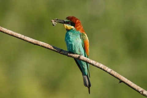 European bee-eater, merops apiaster. The bird is sitting on a beautiful branc Stock Photos