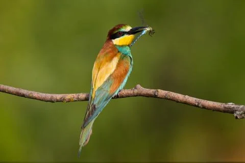 European bee-eater, Merops apiaster. The most colorful bird of Eurasia. The b Stock Photos