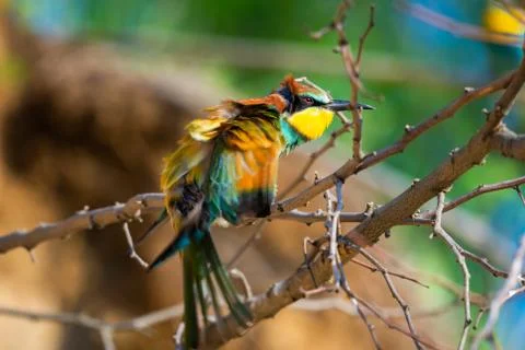 The European Bee-eater, Merops apiaster is sitting and showing off on a nice  Stock Photos