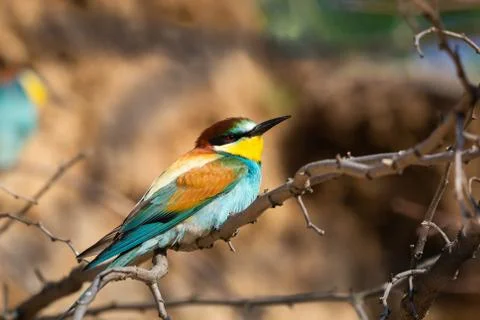 The European Bee-eater, Merops apiaster is sitting and showing off on a nice  Stock Photos