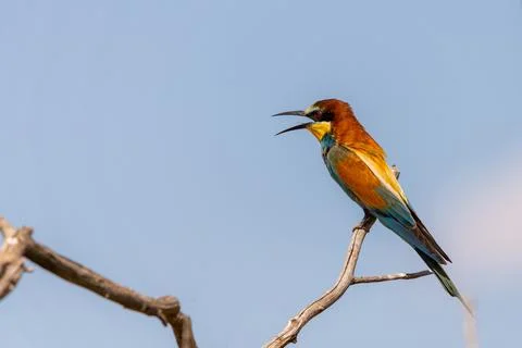 European bee eater, Merops apiaster. Common bee-eater Stock Photos