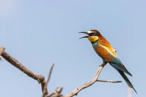 European bee eater, Merops apiaster. Common bee-eater Fotos Stock