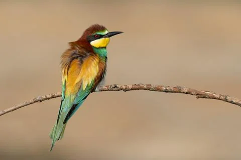 European bee-eater (Merops apiaster) Stock Photos