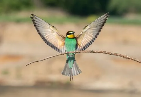 European bee-eater (Merops apiaster) 스톡 사진