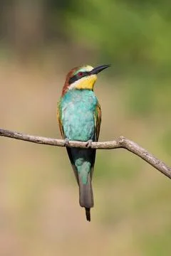European bee-eater, Merops apiaster. A bird sits on a branch against a beauti Stock Photos