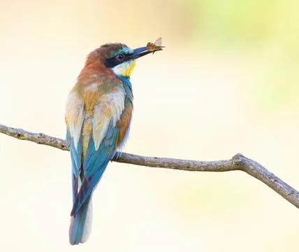 European bee-eater, Merops apiaster. A bird holds a butterfly in its beak Stock-Fotos