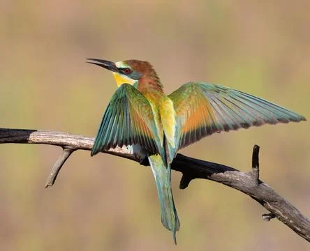 European bee-eater, Merops apiaster. The bird spread its wings Foto stock