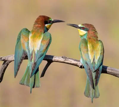 European bee-eater, Merops apiaster. Male and female sitting on a branch next Stock Photos