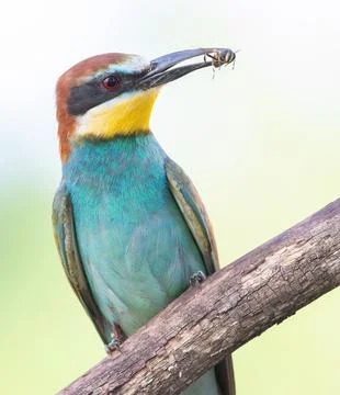 European bee-eater, Merops apiaster. A bird holds a prey in its beak. Close-u Stock Photos