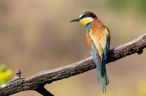 European bee-eater, Merops apiaster. A bird sits on a beautiful old branch Stock Photos