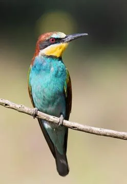 European bee-eater, Merops apiaster. Close-up of the bird against a beautiful Stock Photos
