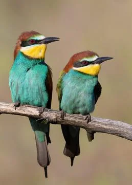 European bee-eater, Merops apiaster. Male and female sitting on a branch Stock Photos