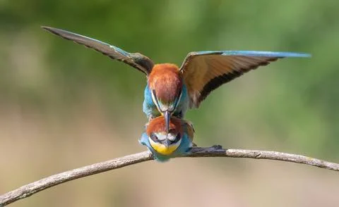 European bee-eater, Merops apiaster. A family of birds engaged in love games Stock Photos