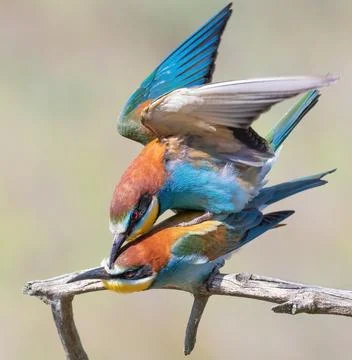 European bee-eater, Merops apiaster. A family of birds engaged in love games Stock Photos