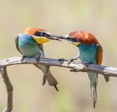 European bee-eater, Merops apiaster. The male gives the female a gift Foto stock