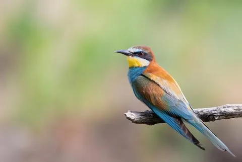 European bee-eater, Merops apiaster. A bird sits on a branch against a beau.. Stock Photos