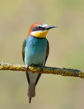 European bee-eater, merops apiaster. A bird sits on a branch on a smooth ba.. Stock Photos