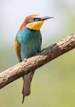 European bee-eater, merops apiaster. Beautiful close-up of the bird in the .. Foto stock