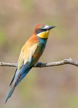 European bee-eater, merops apiaster. A beautiful bird sits on a branch Foto stock