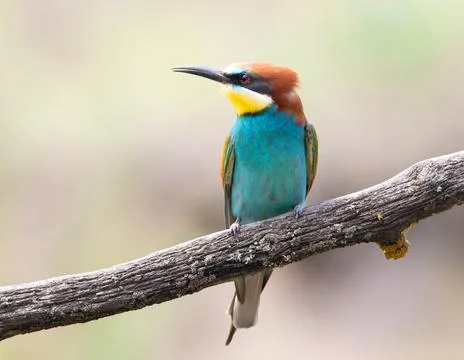 European bee-eater, merops apiaster. A beautiful bird sits on a thick old b.. Stock Photos