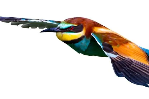 European bee-eater, Merops Apiaster, in flight Stock Photos