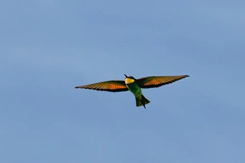 European bee-eater, Merops apiaster, flying to feed the young Stock Photos