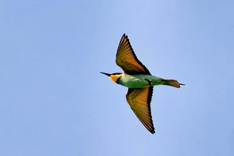 European bee-eater, Merops apiaster, flying to feed the young Stock Photos
