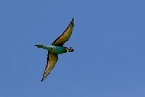 European bee-eater, Merops apiaster, flying to feed the young Stock Photos