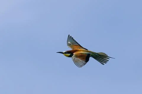 European bee-eater, Merops apiaster, flying to feed the young Stock Photos
