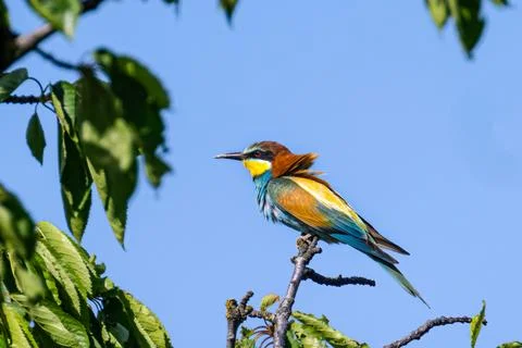 European bee-eater, Merops apiaster, sitting on the branch Stock Photos