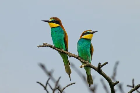 European bee-eater, Merops apiaster, sitting on the branch Stock Photos