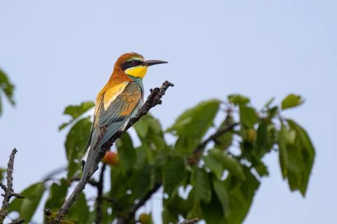 European bee-eater, Merops apiaster, sitting on the branch Stock Photos