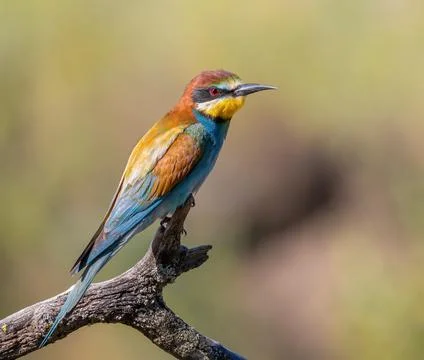 European bee-eater, merops apiaster. Early in the morning, a bird sits on a.. Foto stock
