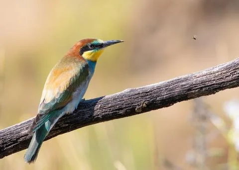 European bee-eater, merops apiaster. A young bird sits on a branch and look.. Stock Photos