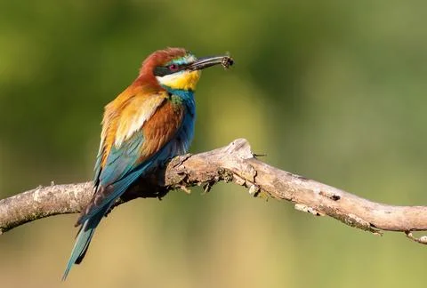 European bee-eater, Merops apiaster. A bird holds its prey in its beak Stock Photos