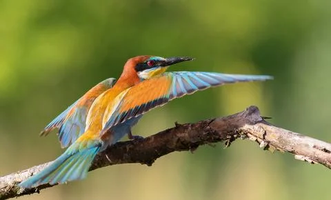 European bee-eater, Merops apiaster. A bird perched on a branch, wings open Foto stock