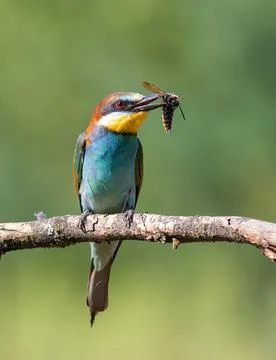 European bee-eater, Merops apiaster. A bird holding a wasp (Scolia hirta) i.. Stock Photos