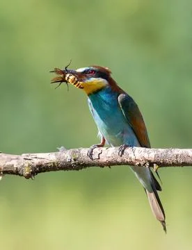 European bee-eater, Merops apiaster. A bird holding a wasp (Scolia hirta) i.. Stock Photos