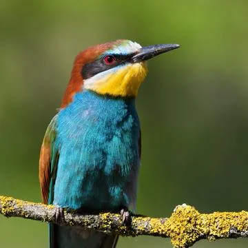 European bee-eater, merops apiaster. A bird sits on a branch on a smooth ba.. Foto stock