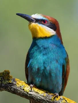 European bee-eater, merops apiaster. A bird sits on a beautiful branch on a.. Foto stock