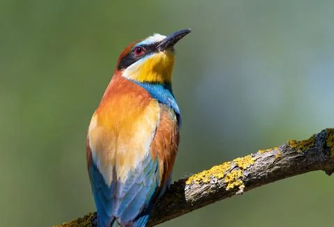 European bee-eater, merops apiaster. A bird sits on a beautiful branch on a.. Stock Photos