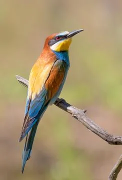 European bee-eater, merops apiaster. A bird sits on a beautiful branch on a.. Foto stock