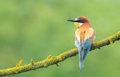 European bee-eater, merops apiaster. A bird sits on a beautiful branch on a.. Foto stock