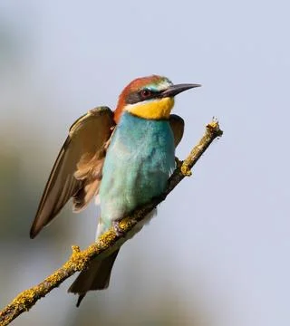European bee-eater, merops apiaster. A bird spreads its wings while sitting.. Stock Photos