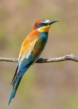 European bee-eater, merops apiaster. A bird sits on a branch on a smooth ba.. Stock Photos