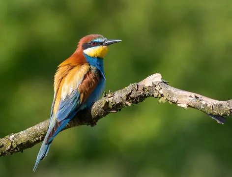 European bee-eater, merops apiaster. A bird sits on a branch on a beautiful.. Stock Photos