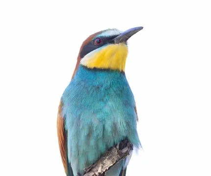 European bee-eater, merops apiaster. Close-up of a bird, on a white backgro.. Stock Photos